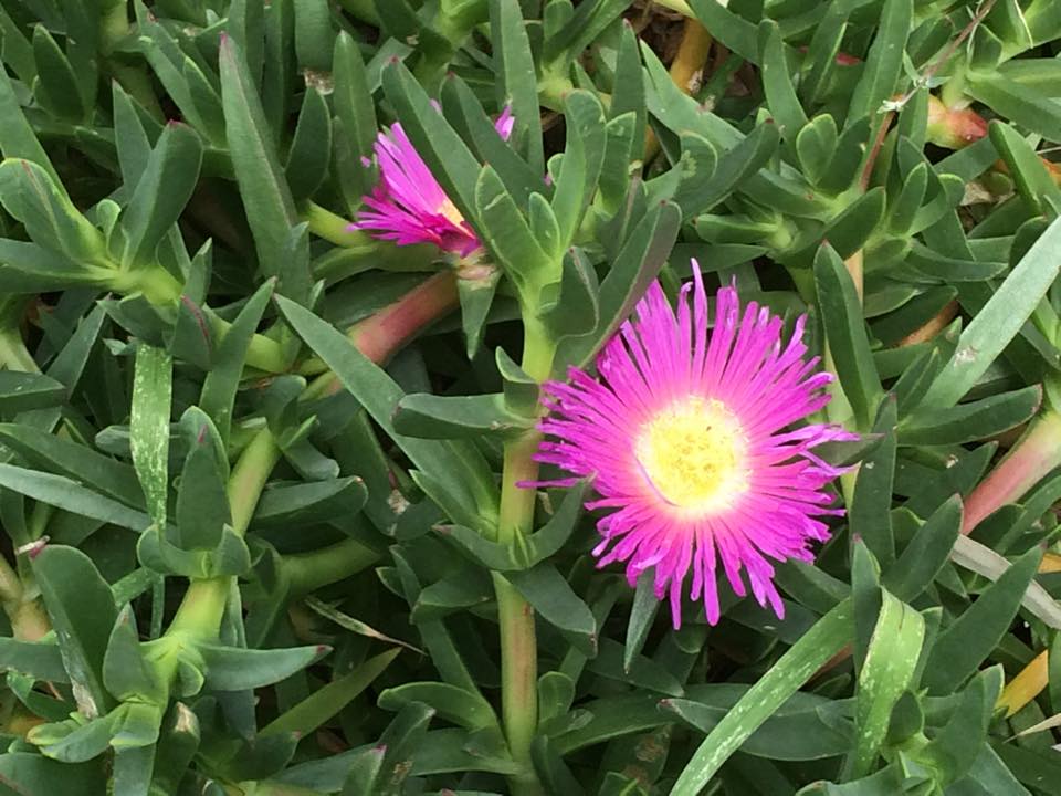 Urban greening