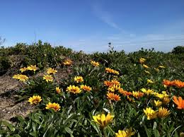 Ban gazania